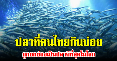 ปลาที่คนไทยกินบ่อย  ถูกยกย่องเป็นปลาดีที่สุดในโลก
