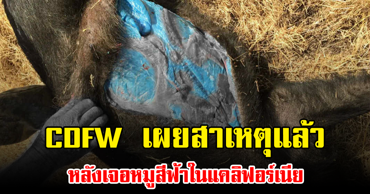 CDFW เผยสาเหตุแล้ว หลังเจอหมูสีฟ้าในแคลิฟอร์เนีย (ข่าวต่างประเทศ)