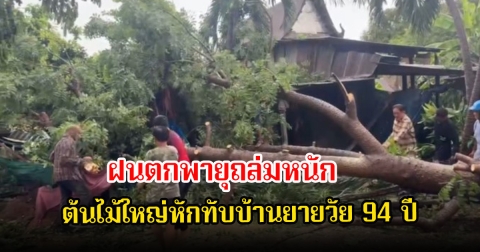 ฝนตกพายุถล่มหนัก ต้นไม้ใหญ่หักทับที่พักของยายวัย 94 ปี ได้รับบาดเจ็บ