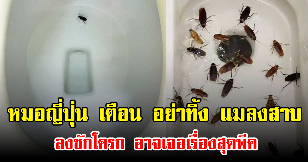 หมอญี่ปุ่น เตือน อย่าทิ้ง แมลงสาบ ลงชักโครก อาจเจอเรื่องสุดพีค (ข่าวต่างประเทศ)
