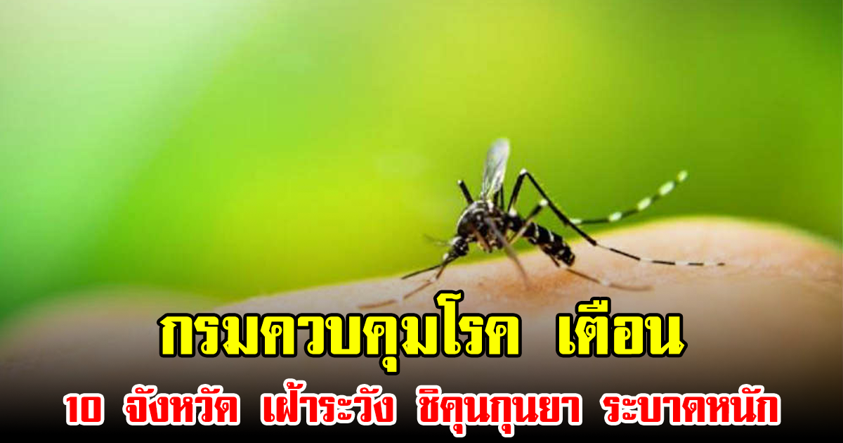 กรมควบคุมโรค เตือน 10 จังหวัด เฝ้าระวัง ชิคุนกุนยา ระบาดหนัก
