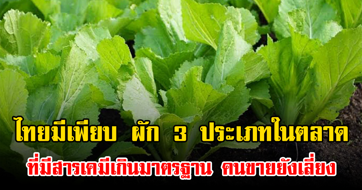 ไทยมีเพียบ ผัก 3 ประเภทในตลาดที่มีสารเคมีเกินมาตรฐาน คนขายยังเลี่ยง