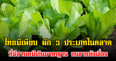 ไทยมีเพียบ ผัก 3 ประเภทในตลาดที่มีสารเคมีเกินมาตรฐาน คนขายยังเลี่ยง