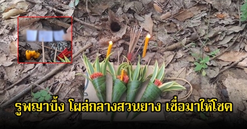 รูพญาบึ้ง โผล่กลางสวนยาง เชื่อมาให้โชค หวังลุ้น 16 ส.ค. 68