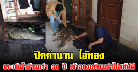 ปิดตำนาน ไอ้ทอง จระเข้เฝ้าบ้านกว่า 30 ปี เจ้าของเตรียมนำไปสตัฟฟ์