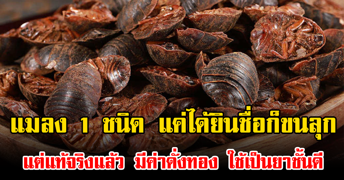 แมลง 1 ชนิด แค่ได้ยินชื่อก็ขนลุก แต่แท้จริงแล้ว มีค่าดั่งทอง ใช้เป็นยาชั้นดี