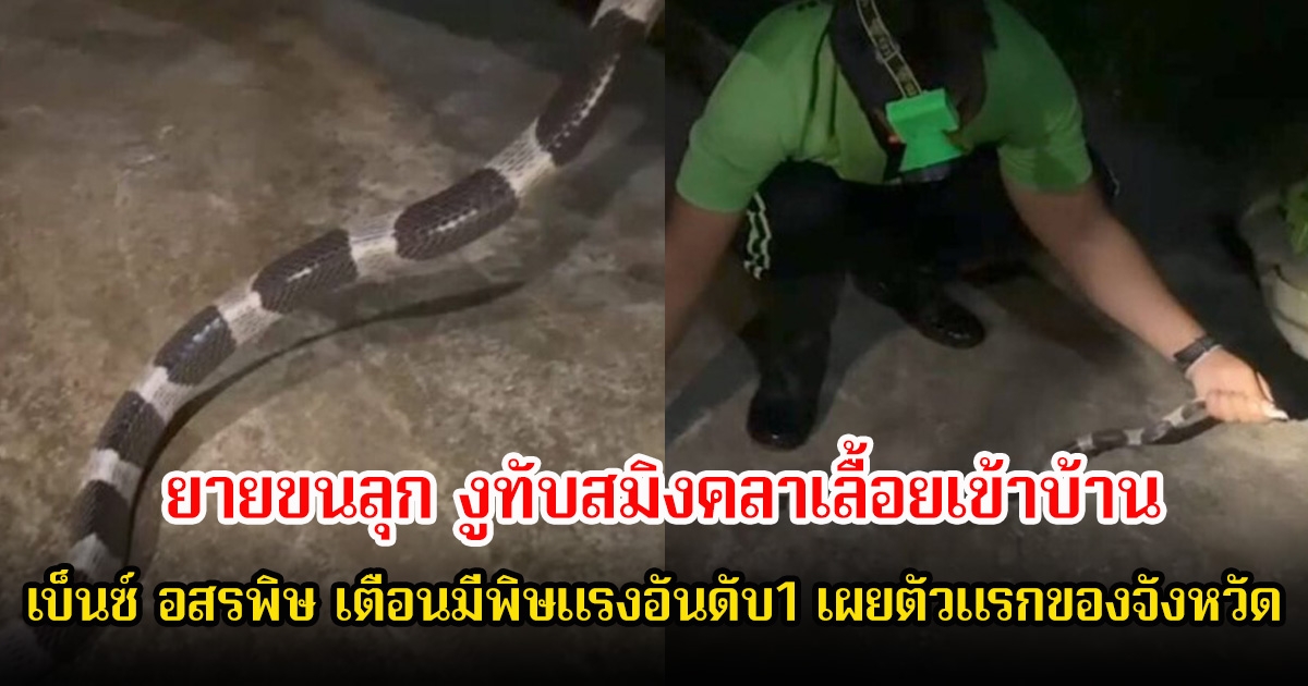 ตัวแรกของจังหวัด! ยายขนลุก งูทับสมิงคลาเลื้อยเข้าบ้าน เบ็นซ์ อสรพิษ เตือนมีพิษแรงอันดับ1