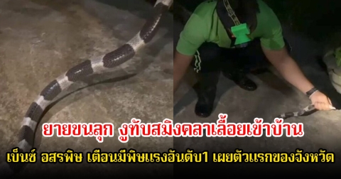 ตัวแรกของจังหวัด! ยายขนลุก งูทับสมิงคลาเลื้อยเข้าบ้าน เบ็นซ์ อสรพิษ เตือนมีพิษแรงอันดับ1