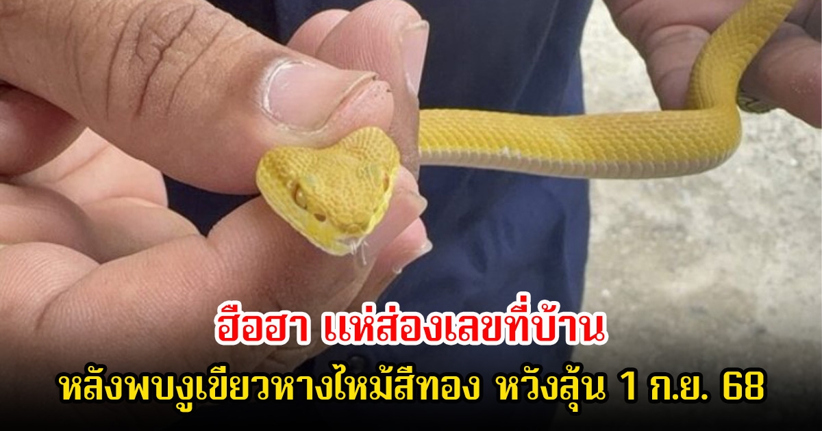 ฮือฮา แห่ส่องเลขที่บ้าน หลังพบงูเขียวหางไหม้สีทอง หวังลุ้น 1 ก.ย. 68