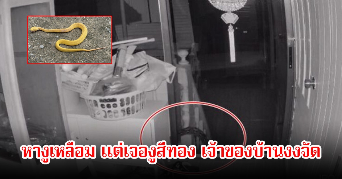 สุดแปลก! เจ้าของบ้านหางูเหลือม หลังเจอในกล้องยามดึก ดูรอบบ้านเพื่อความปลอดภัย ตกใจเจองูตัวสีเหลืองทองแทน