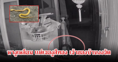 สุดแปลก! เจ้าของบ้านหางูเหลือม หลังเจอในกล้องยามดึก ดูรอบบ้านเพื่อความปลอดภัย ตกใจเจองูตัวสีเหลืองทองแทน