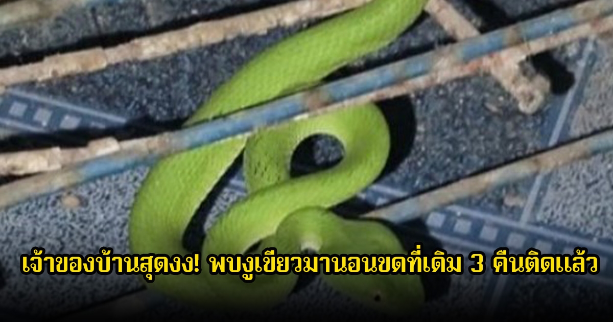 เจ้าของบ้านสุดงง! พบงูเขียวมานอนขดที่เดิม 3 คืนติดแล้ว