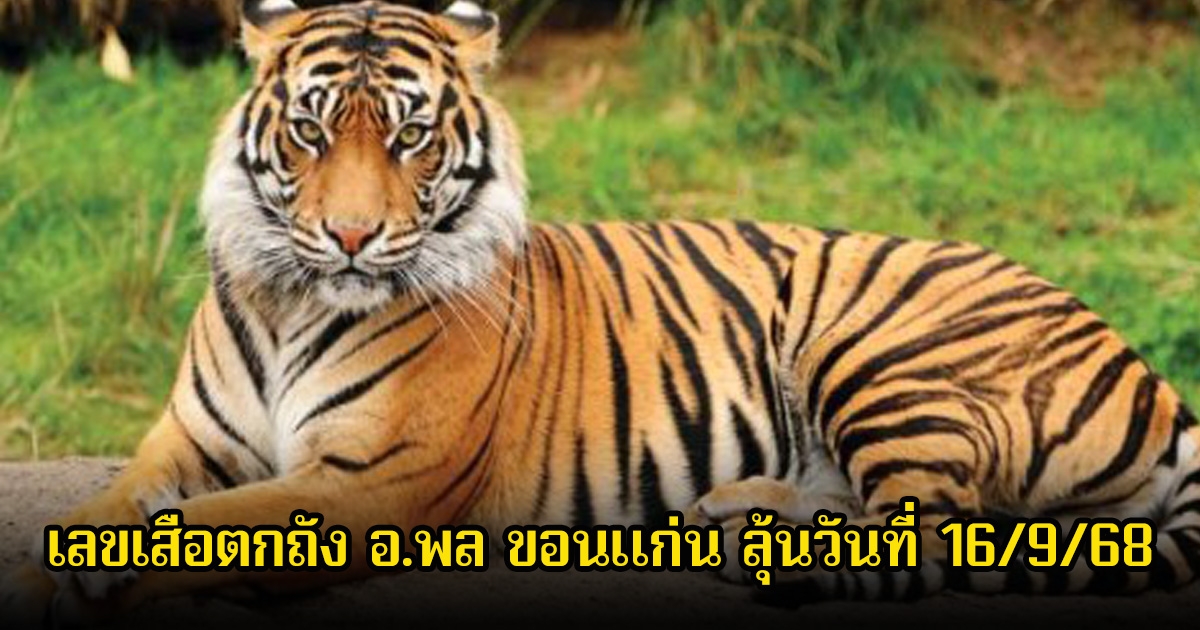 เลขเด็ด เสือตกถัง อ.พล ขอนแก่น ลุ้นวันที่ 16 กันยายน 68