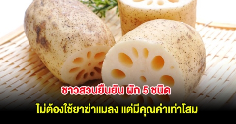 ชาวสวนยืนยัน ผัก 5 ชนิด ไม่ต้องใช้ยาฆ่าแมลง แต่มีคุณค่าเท่าโสม