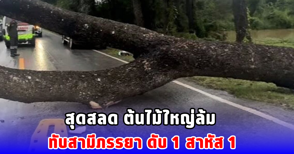 สุดสลด ต้นไม้ใหญ่ล้ม ทับสามีภรรยา ดับ 1 สาหัส 1