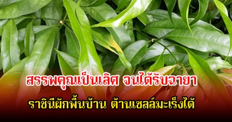 สรรพคุณเป็นเลิศ จนได้รับฉายาราชินีผักพื้นบ้าน ต้านเซลล์มะเร็งได้