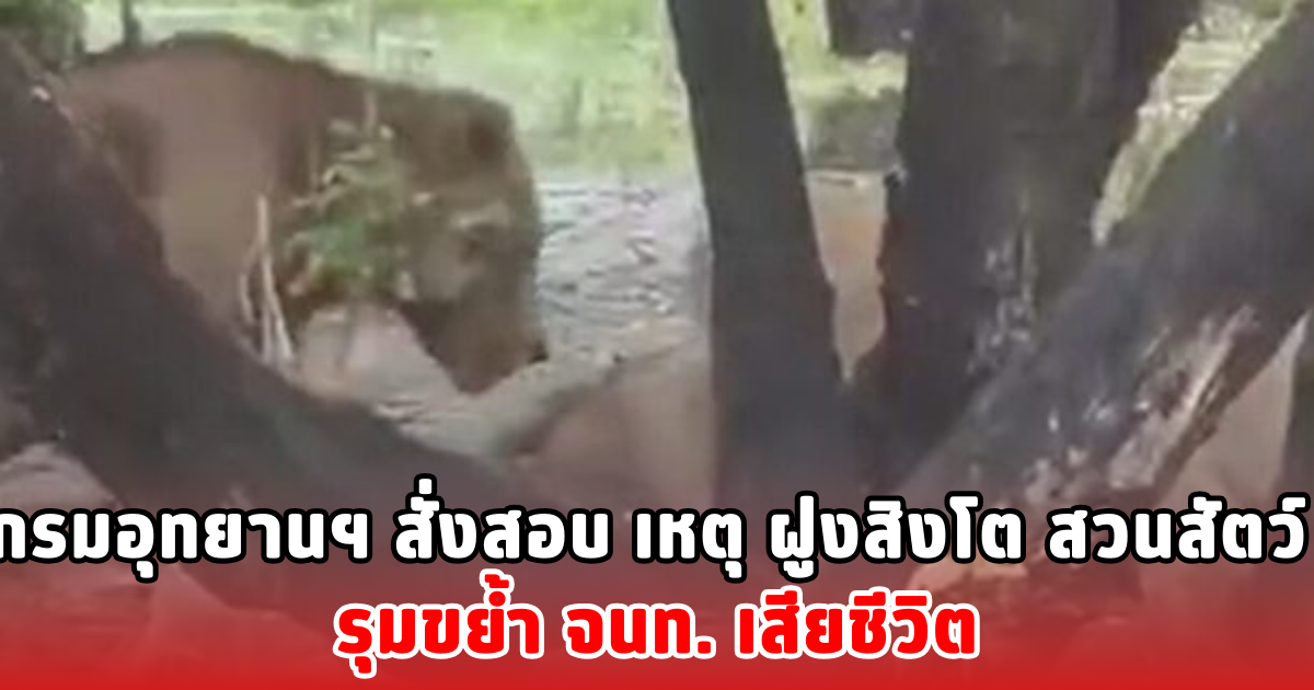 กรมอุทยานฯ สั่งสอบ เหตุ ฝูงสิงโต สวนสัตว์ รุมขย้ำ จนท. เสียชีวิต