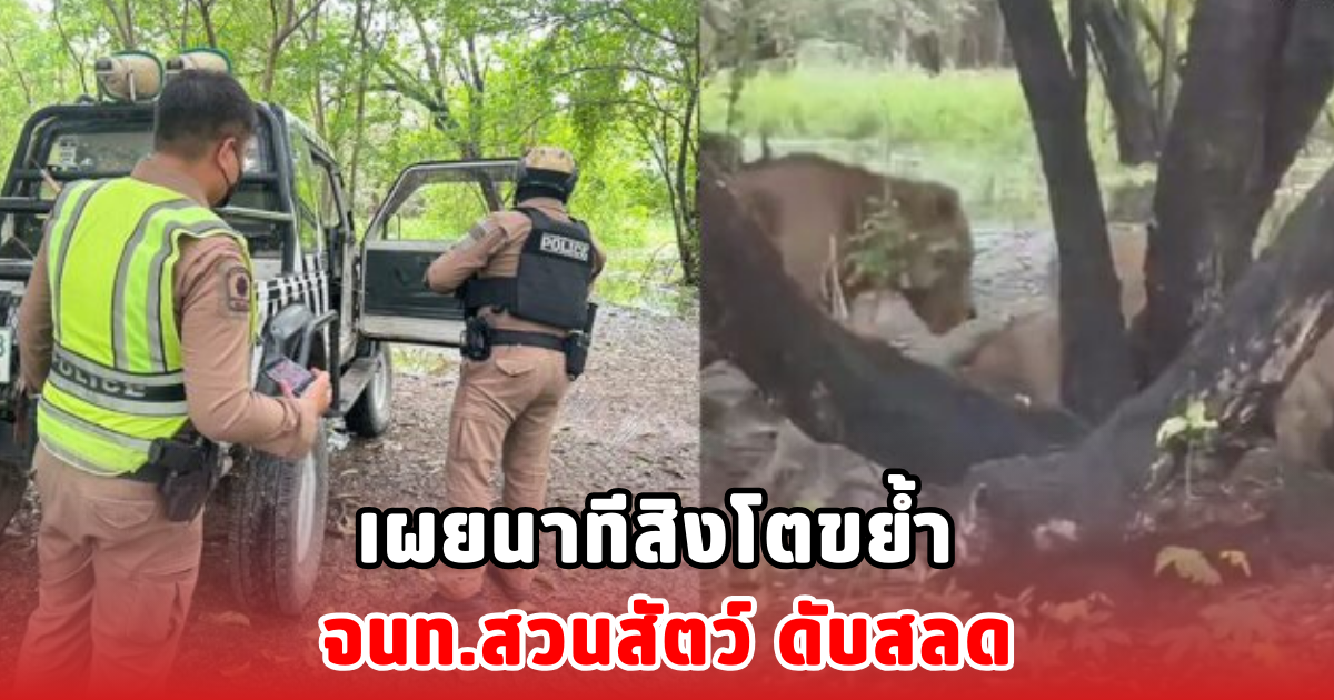 เผยนาทีสิงโตขย้ำ จนท.สวนสัตว์ ดับสลด