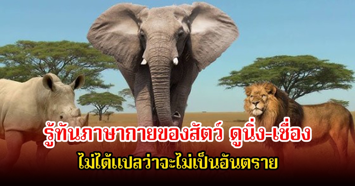 รู้ทันภาษากายของสัตว์ ดูนิ่ง-เชื่อง ไม่ได้แปลว่าจะไม่เป็นอันตราย