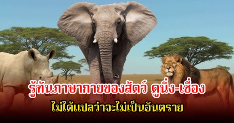 รู้ทันภาษากายของสัตว์ ดูนิ่ง-เชื่อง ไม่ได้แปลว่าจะไม่เป็นอันตราย