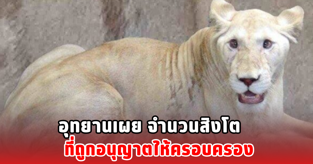 อุทยานฯ เผย จำนวนสิงโตในไทย ที่ถูกอนุญาตให้ครอบครอง