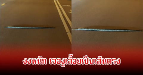 งงหนัก! เจองูสุดแปลกครั้งแรก เลื้อยเป็นเส้นตรงข้ามถนน ชาวเน็ตแห่คอมเมนต์สนั้น