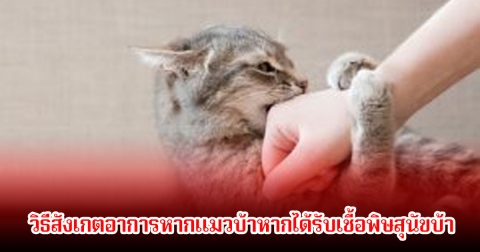 วิธีสังเกตอาการแมวบ้าหากได้รับเชื้อพิษสุนัขบ้า พร้อมเผยระยะเวลาการฝั่งตัว