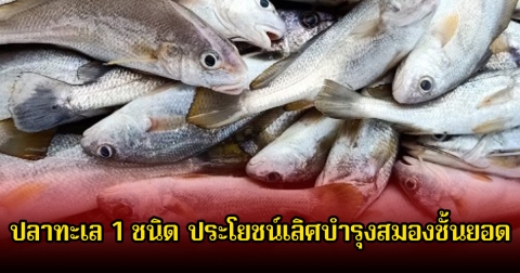 หลายคนมองข้าม! ปลาทะเล 1 ชนิด ประโยชน์เลิศบำรุงสมองชั้นยอด