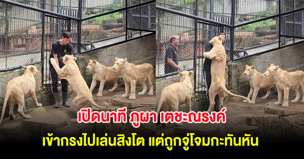 แฟนๆใจคอไม่ดี เปิดนาที ภูผา เตชะณรงค์ เข้ากรงไปเล่นสิงโต แต่ถูกจู่โจมกะทันหัน
