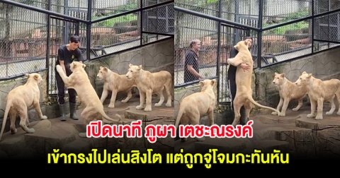 แฟนๆใจคอไม่ดี เปิดนาที ภูผา เตชะณรงค์ เข้ากรงไปเล่นสิงโต แต่ถูกจู่โจมกะทันหัน