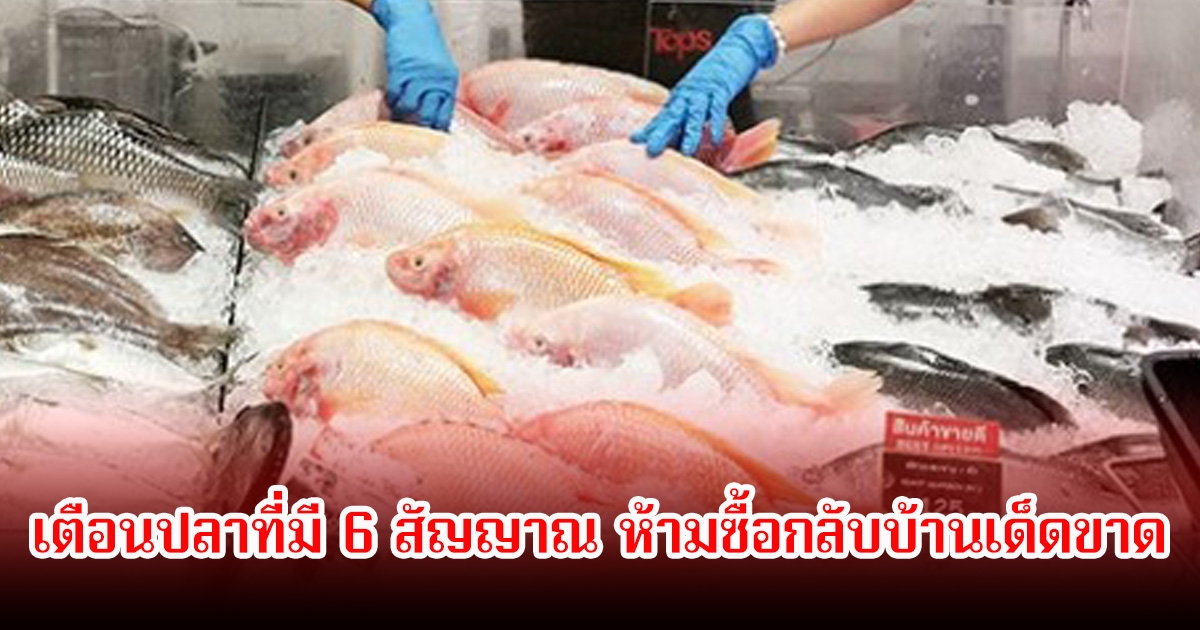 ผู้เชี่ยวชาญ เตือนปลาที่มี 6 สัญญาณ ห้ามซื้อกลับบ้านเด็ดขาด