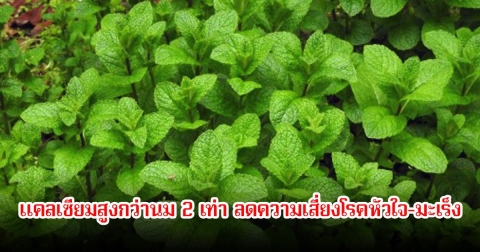 ผักสมุนไพร 1 ชนิด แคลเซียมสูงกว่านม 2 เท่า ลดความเสี่ยงโรคหัวใจ-มะเร็ง หาง่ายไทยมีเพียบ