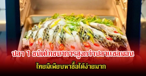 ต่างชาติยกย่อง ปลา 1 ชนิดโภชนาการสูงกว่าปลาแซลมอน บำรุงหัวใจ-ลดความเสี่ยงมะเร็ง ไทยมีเพียบหาซื้อได้ง่ายมาก