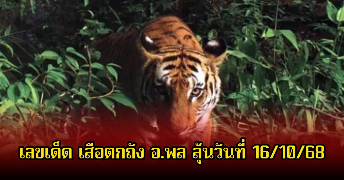 ตามต่อ หลังให้อีกแล้ว เลขเด็ด เสือตกถัง อ.พล ลุ้นวันที่ 16 ตุลาคม 68