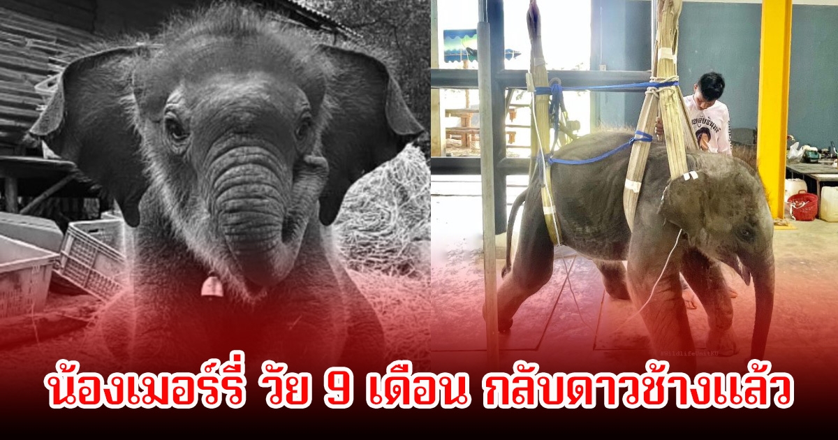 สุดเศร้า! น้องเมอร์รี่ วัย 9 เดือน กลับดาวช้างแล้ว หลังมีอาการป่วย