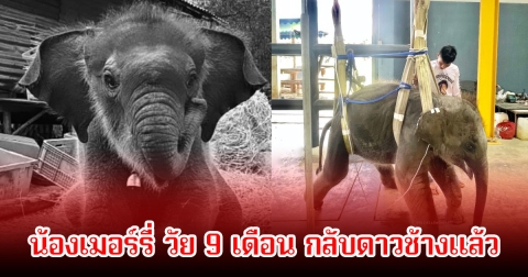 สุดเศร้า! น้องเมอร์รี่ วัย 9 เดือน กลับดาวช้างแล้ว หลังมีอาการป่วย