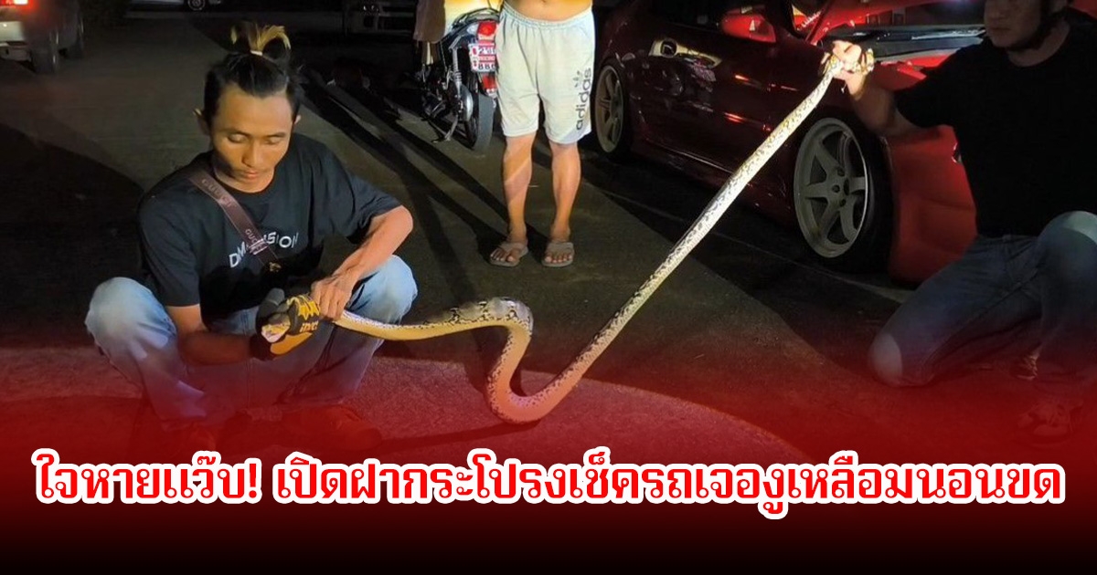 ใจหายแว๊บ! เจ้าของรถ เปิดฝากระโปรงเช็คดันเจองูเหลือมนอนขด รีบแจ้ง จนท.ทันที