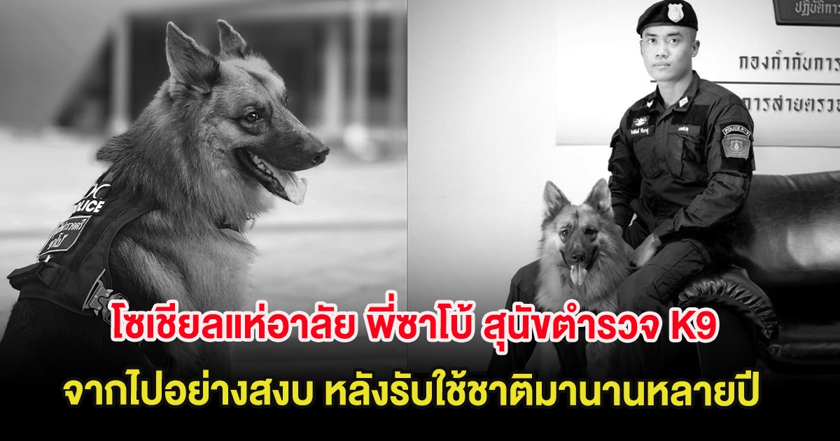 โซเชียลแห่อาลัย พี่ซาโบ้ สุนัขตำรวจ K9 จากไปอย่างสงบ หลังรับใช้ชาติมานานหลายปี