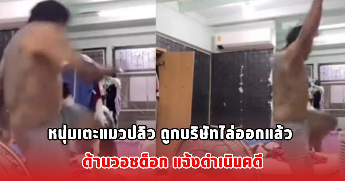 หนุ่มเตะแมวปลิว ถูกบริษัทไล่ออกแล้ว ด้านวอชด็อก แจ้งดำเนินคดี