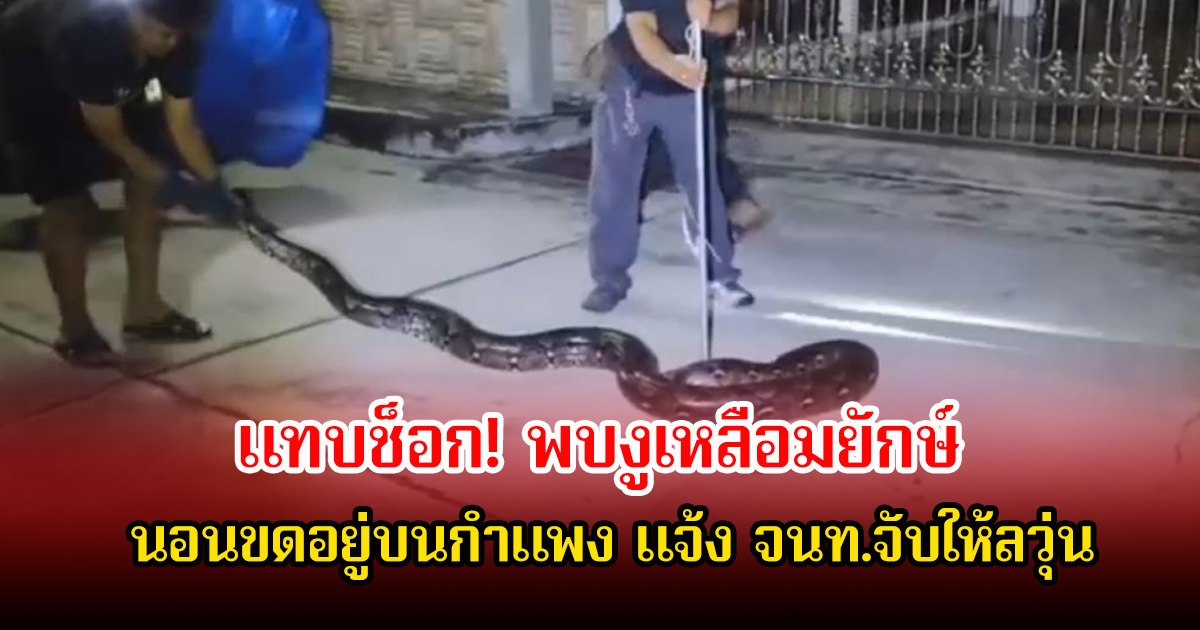 เจ้าของบ้านแทบช็อก! พบงูเหลือมยักษ์ นอนขดอยู่บนกำแพง หลังกลับมาจากออกกำลังกาย แจ้ง จนท.จับให้ลวุ่น
