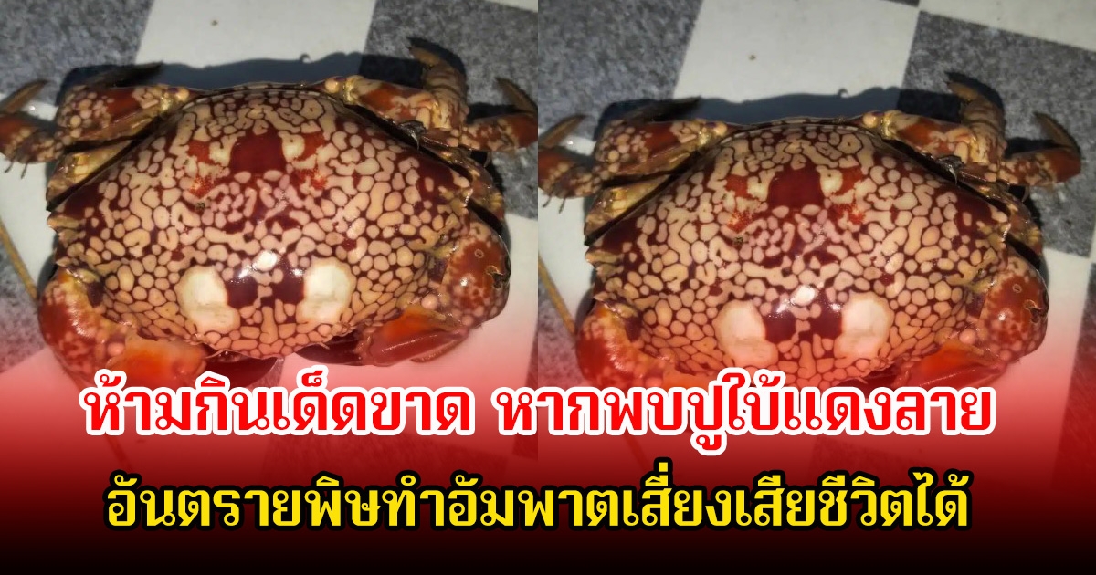 อ.เจษฎ์ ห้ามกินเด็ดขาด หากพบปูใบ้แดงลาย หลังโผล่ จ. ระยอง อันตรายพิษทำอัมพาตเสี่ยงเสียชีวิตได้