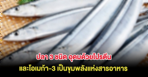 ไทยมีครบ ปลา 3 ชนิด อุดมด้วยโปรตีนและโอเมก้า-3 เป็นขุมพลังแห่งสารอาหาร
