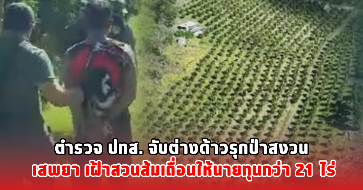 ตำรวจ ปทส. จับต่างด้าวรุกป่าสงวน เสพยา เฝ้าสวนส้มเถื่อนให้นายทุนกว่า 21 ไร่