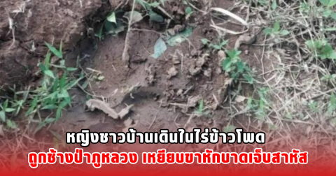 หญิงชาวบ้านเดินในไร่ข้าวโพด ถูกช้างป่าภูหลวง เหยียบขาหักบาดเจ็บสาหัส