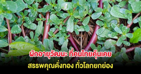 ผักอายุวัฒนะ ที่คนไทยคุ้นเคย สรรพคุณดั่งทอง ทั่วโลกยกย่อง