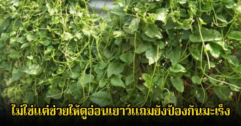 สุดยอดผัก! ไม่ใช่แค่ช่วยให้ดูอ่อนเยาว์แถมยังป้องกันมะเร็ง ไทยหายง่าย และยังมีคนไม่กินอีกเพียบ