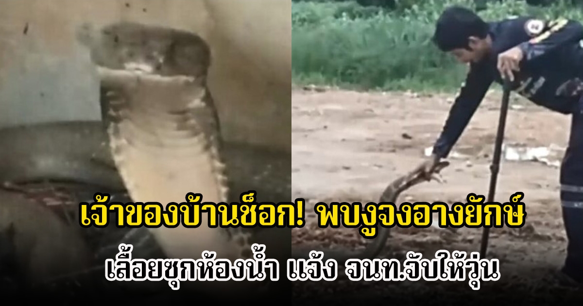 เจ้าของบ้านช็อก! พบงูจงอางยักษ์ เลื้อยซุกห้องน้ำ แจ้ง จนท.จับให้วุ่น