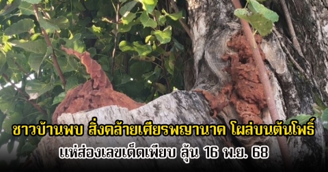 ฮือฮา ชาวบ้านพบ สิ่งประหลาดคล้ายเศียรพญานาค โผล่บนต้นโพธิ์ แห่ส่องเลขเด็ดเพียบ ลุ้น 16 พ.ย. 68