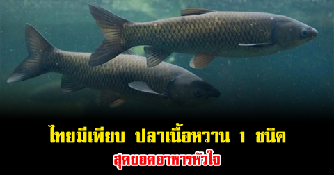 ไทยมีเพียบ ปลาเนื้อหวาน 1 ชนิด สุดยอดอาหารหัวใจ ทำได้หลายเมนู