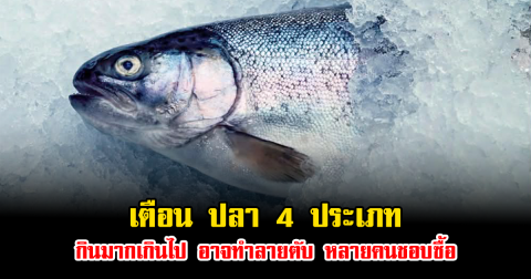 เตือน ปลา 4 ประเภท กินมากเกินไป อาจทำลายตับ หลายคนชอบซื้อ